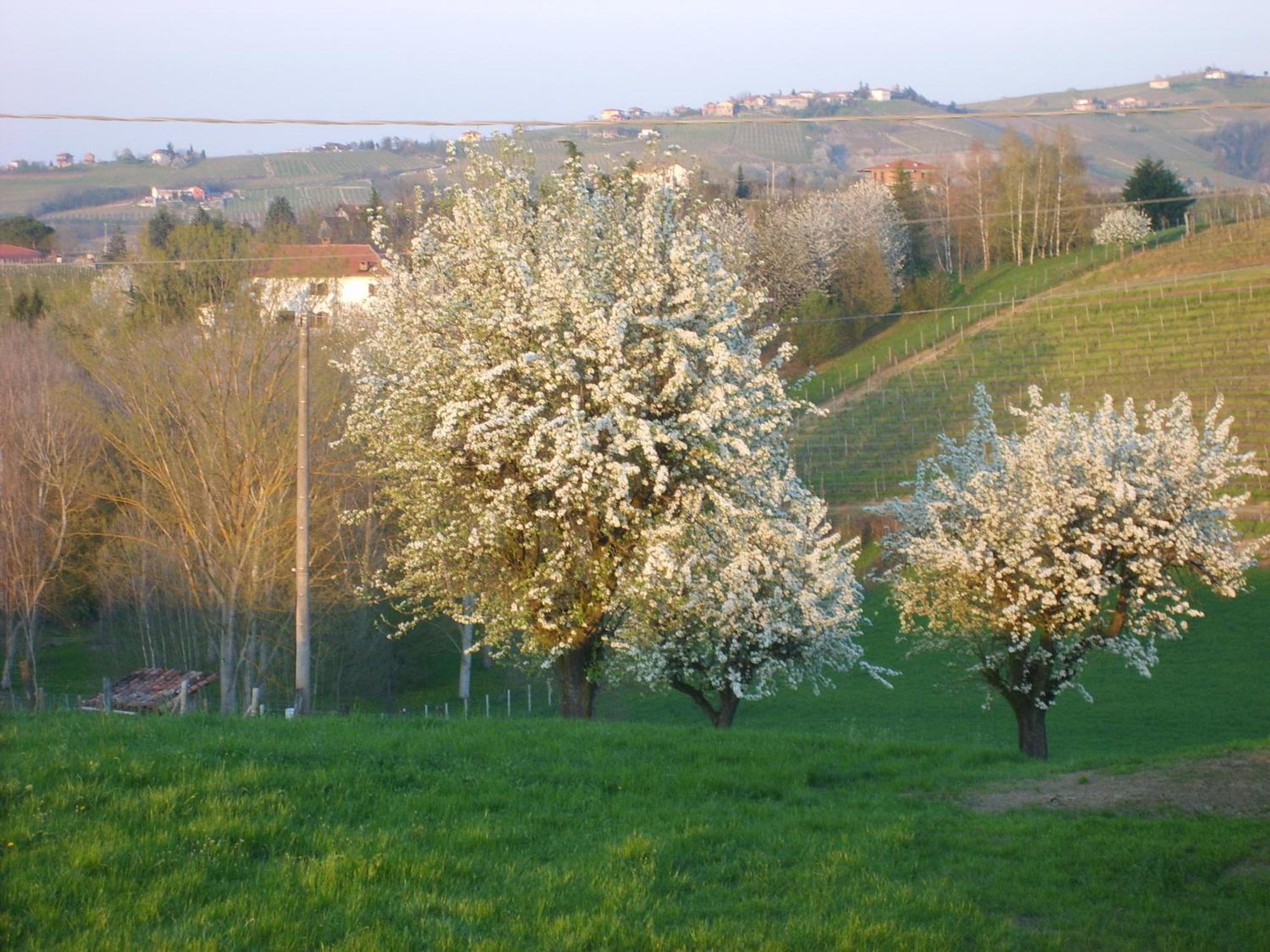 Villa Cascina Longoria Neive Exterior foto